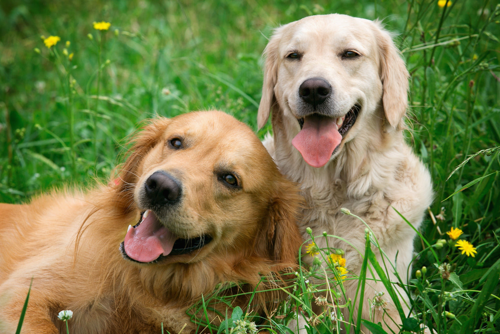 Two happy golden retrievers lying in a grassy meadow. They are both treated for ticks, fleas, and worms because they used nexgard spectra for dogs which they bought online at fleatickworm.co.nz
