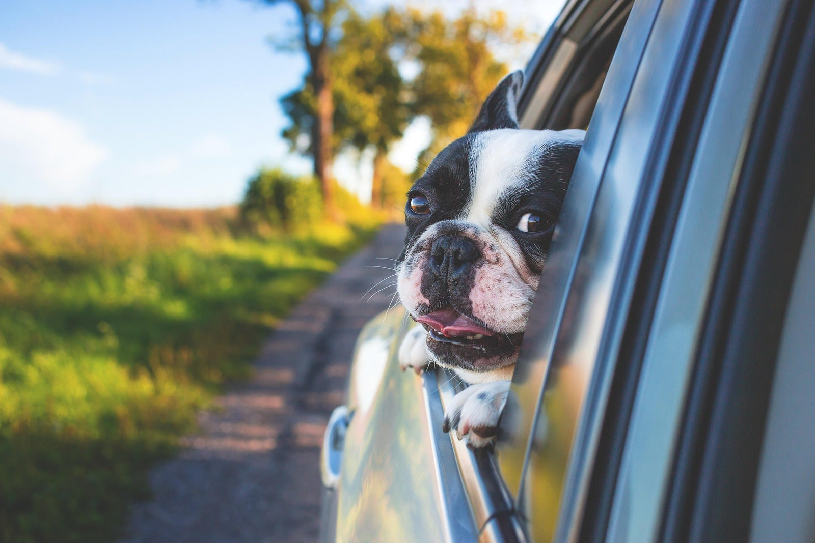 Travel with Pets in the Philippines: Parasite Protection for Road Trips and Ferries