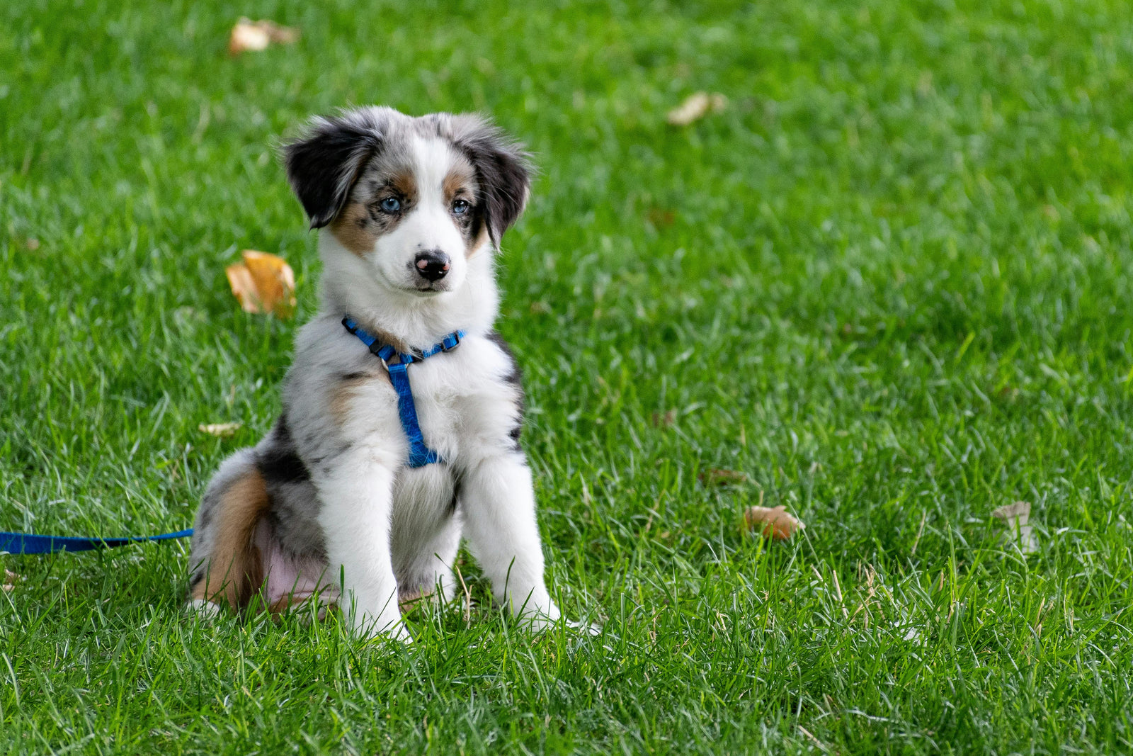 Flea prevention for puppies in Australia