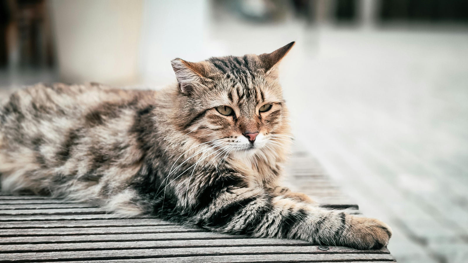 Revolution Plus vs Bravecto Spot-On for cats