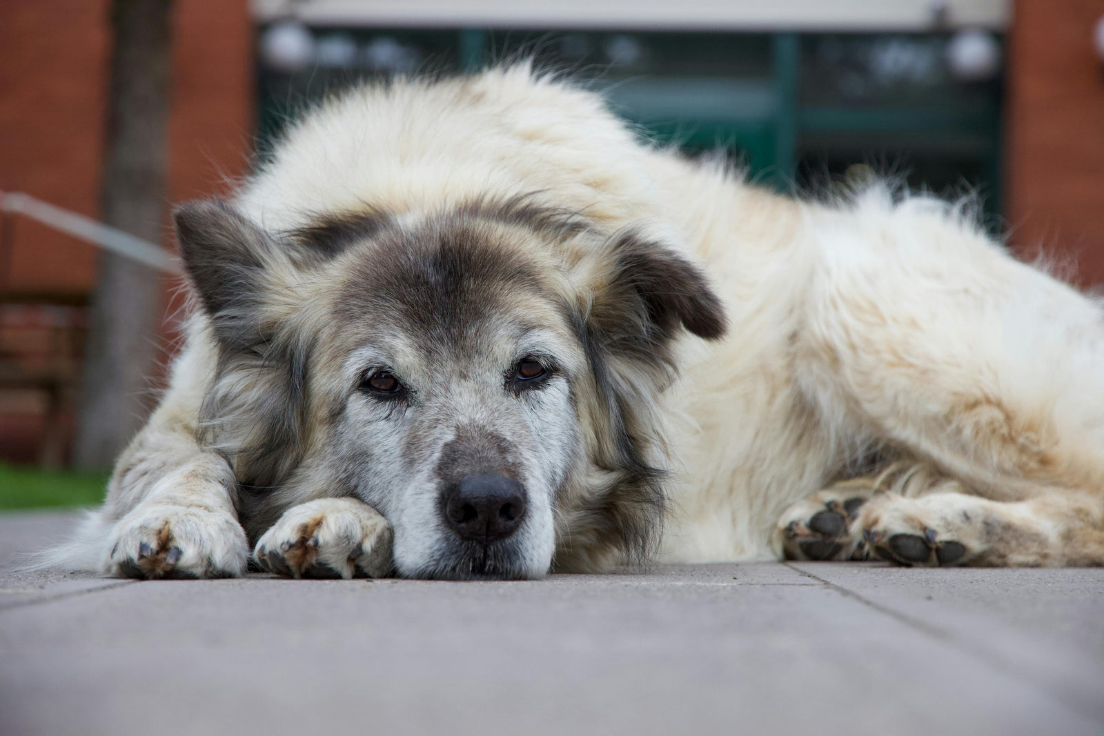 Senior dogs: gentle parasite routine