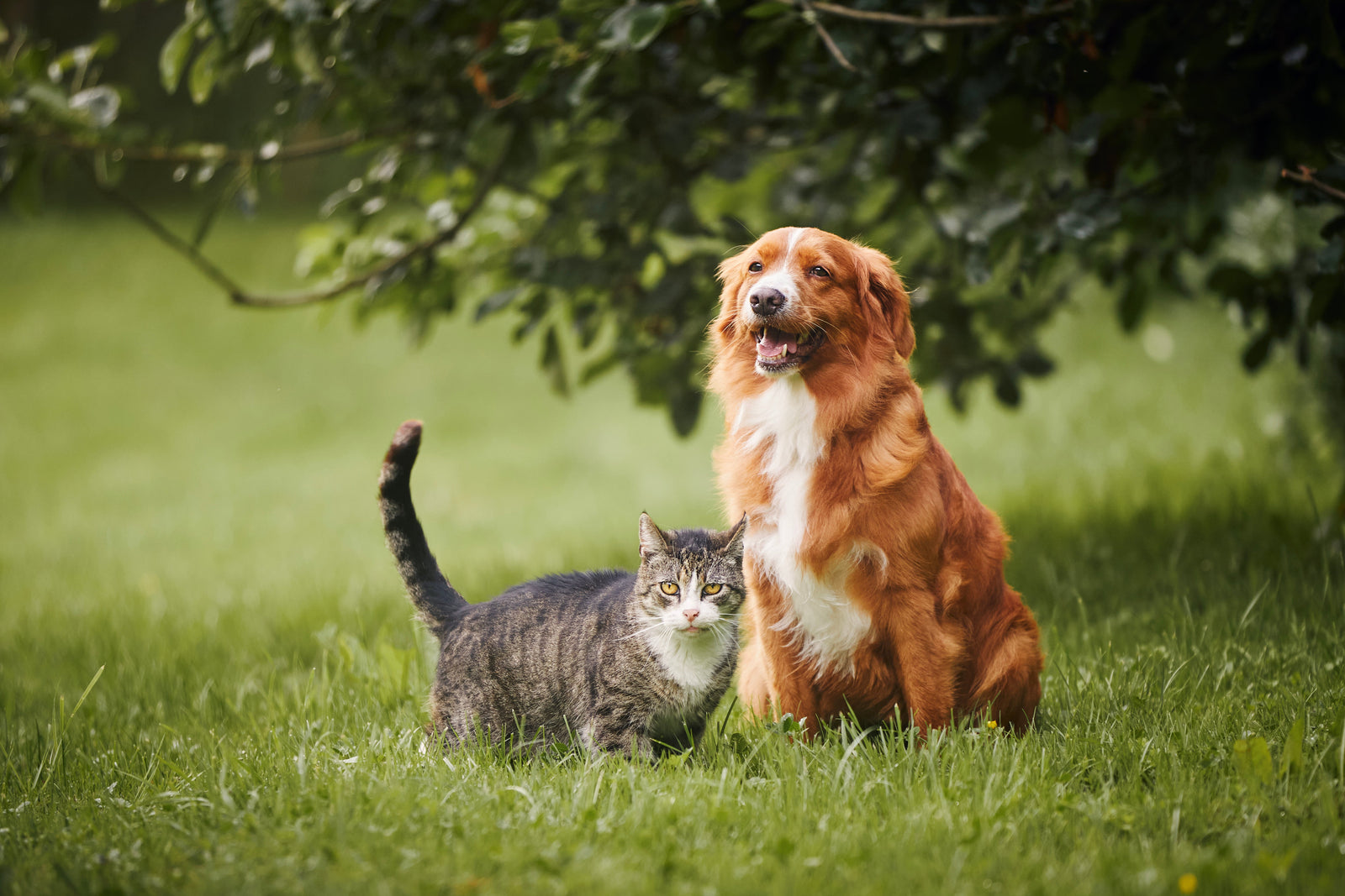 How to Choose the Right Flea, Tick, and Worm Treatment for Your Pet in New Zealand