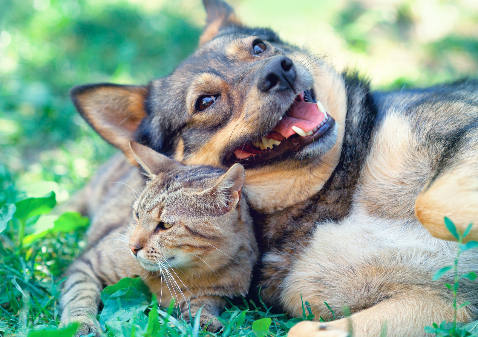 A cute dog and cat on a green lawn in New Zealand. There are green trees in the background and probably fleas. So this dog is going to run to FleaTickWorm.co.nz and buy flea treatment online