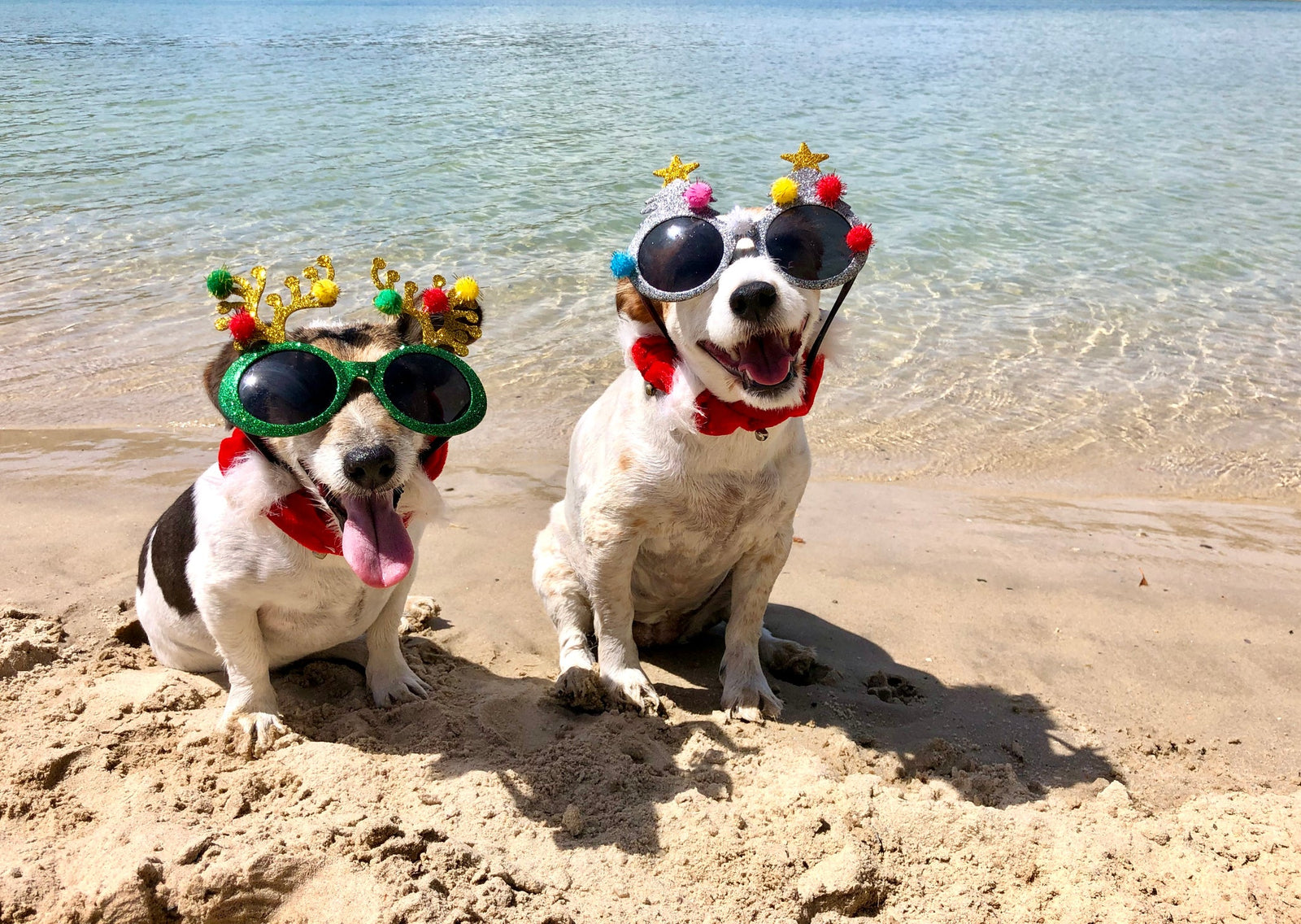 December Pet Care Tips for Kiwi Pets