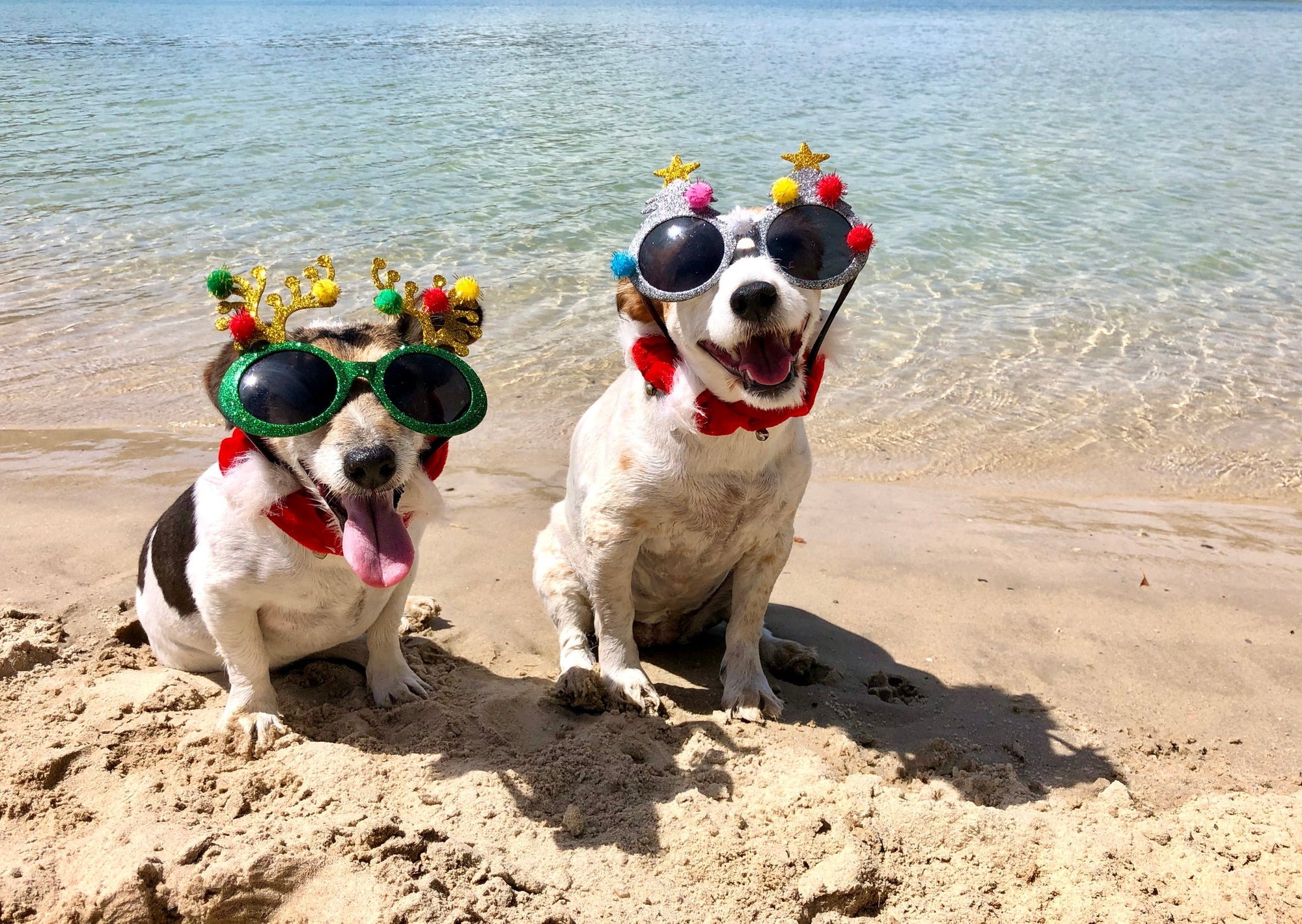 December Pet Care Tips for Kiwi Pets