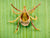 Parasite myths NZ pet owners can ignore