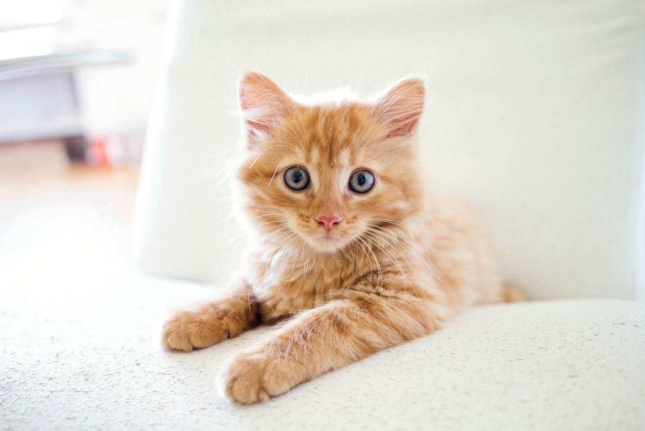 Best Flea, Tick & Worm Protection for Cats in New Zealand