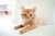 Best Flea, Tick & Worm Protection for Cats in New Zealand
