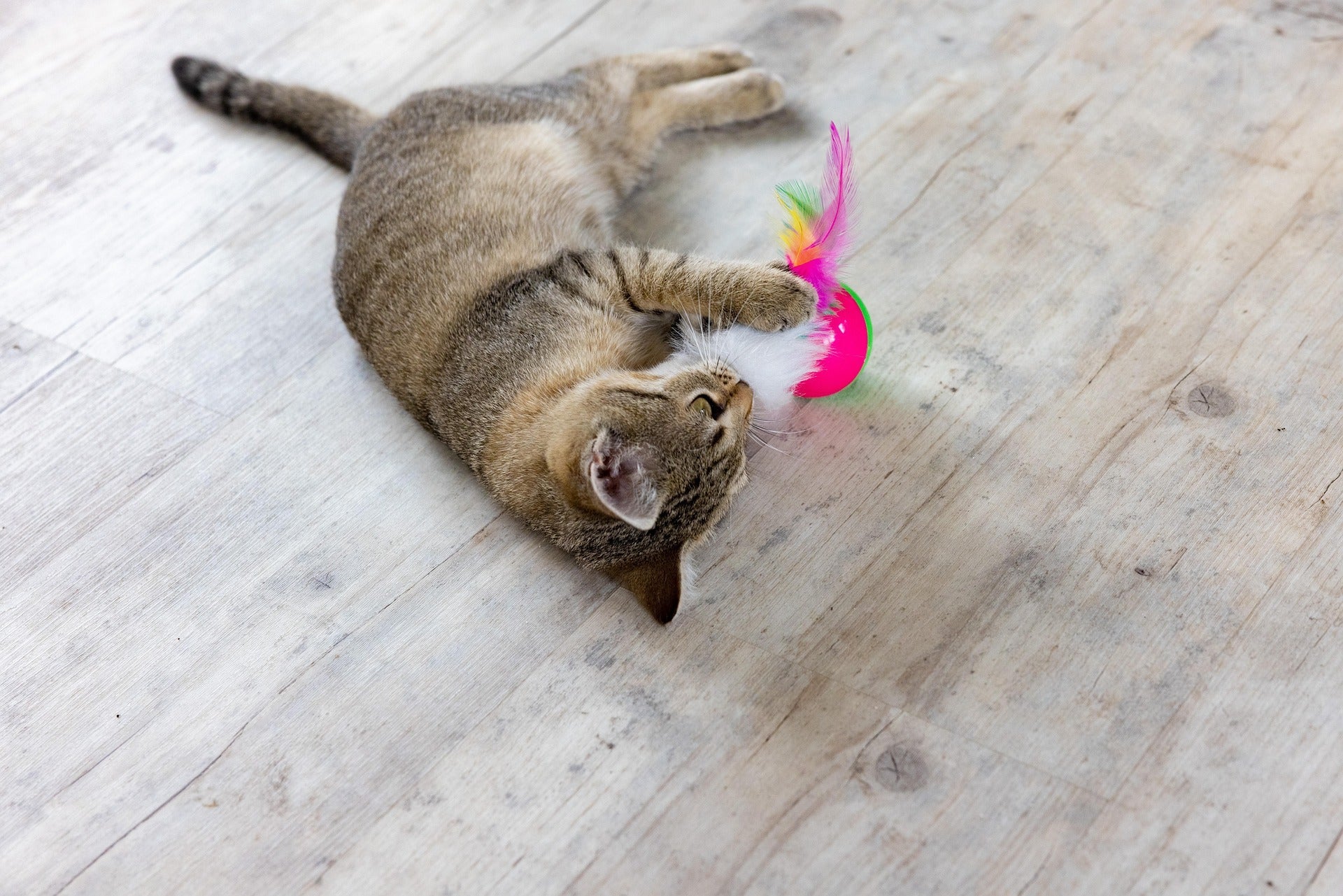 Flea control for smooth coated cats in New Zealand
