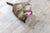 Flea control for smooth coated cats in New Zealand