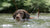 Flea control for dogs that swim a lot in New Zealand
