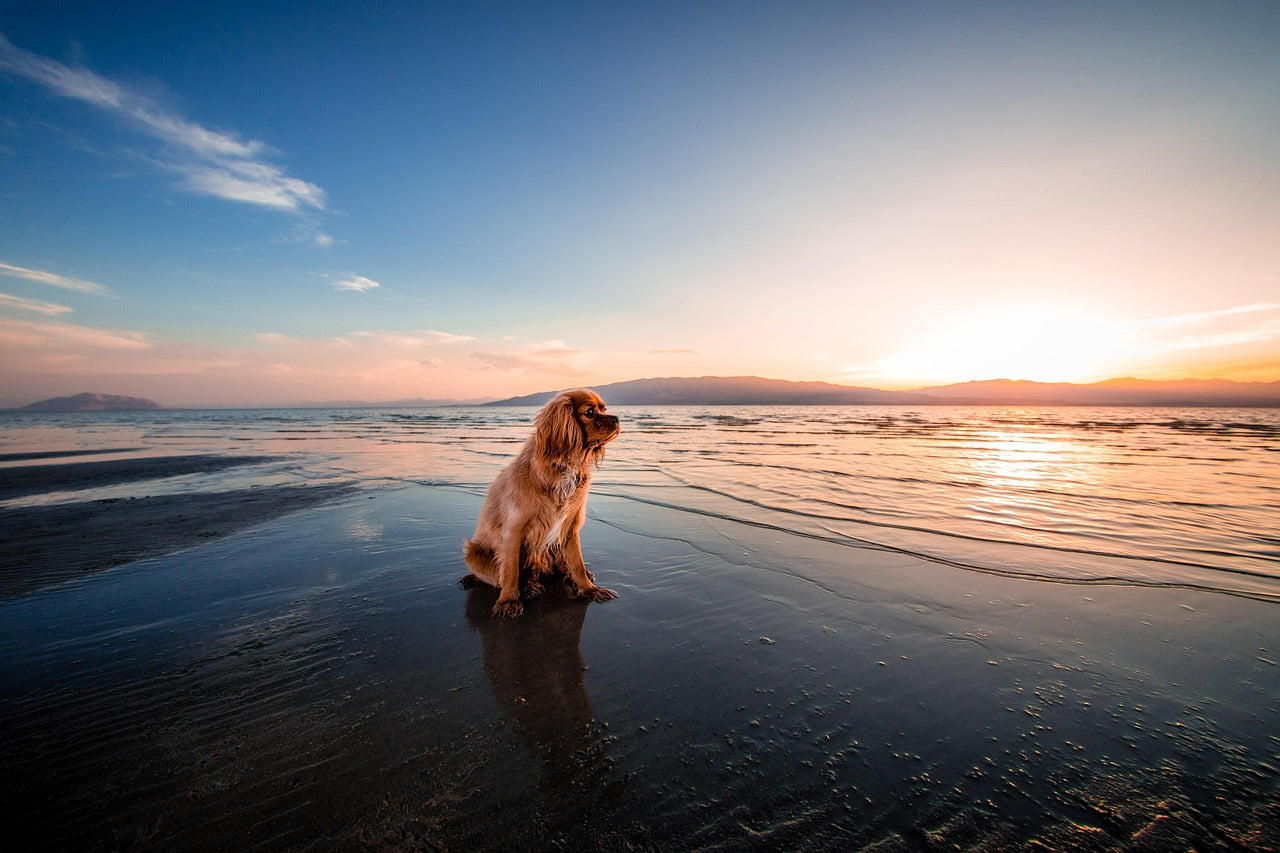 Travel Checklist for Kiwi Pets: Parasite Protection for Road Trips and Baches
