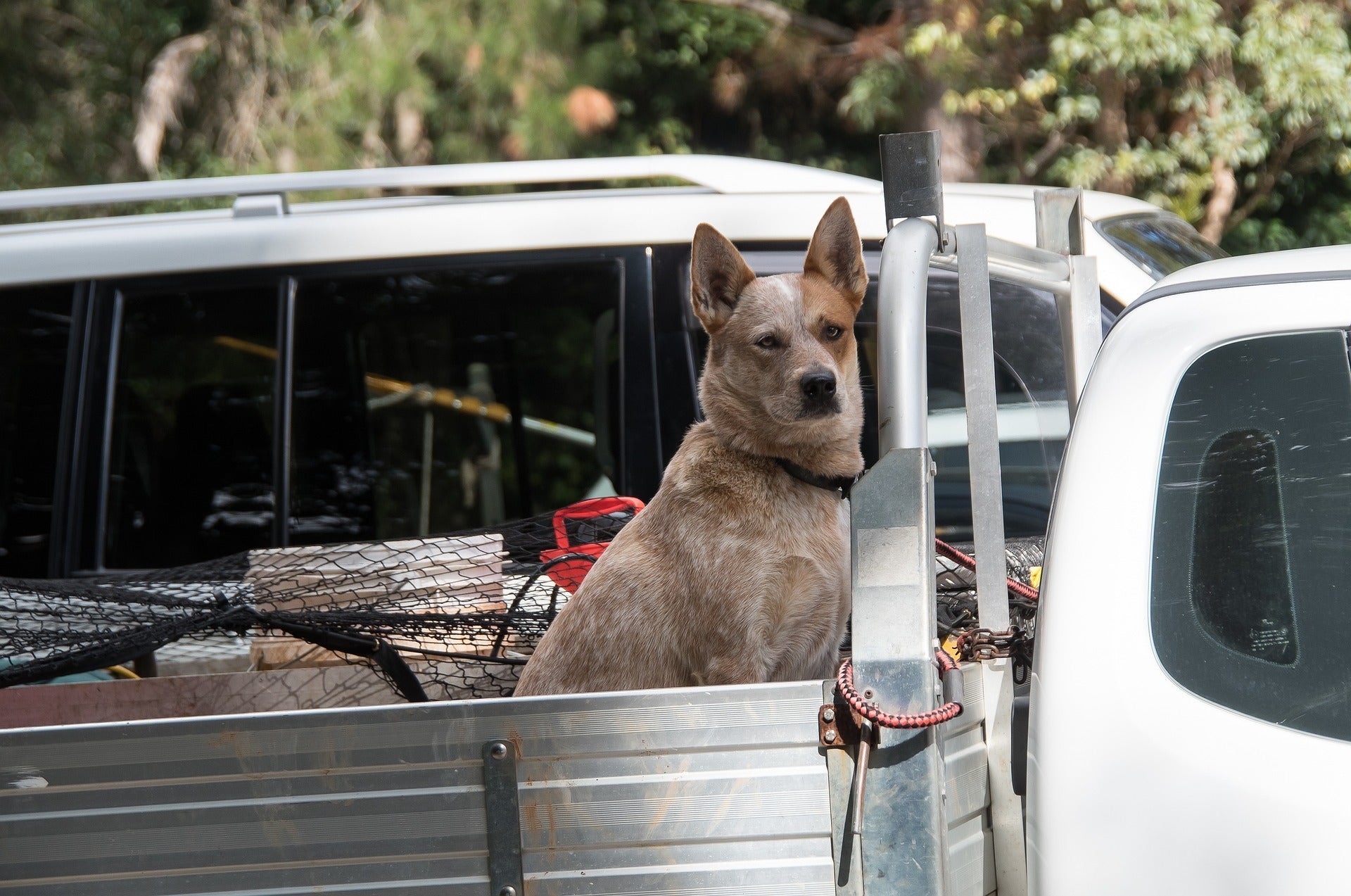 Flea control for dogs that ride in the ute a lot in New Zealand