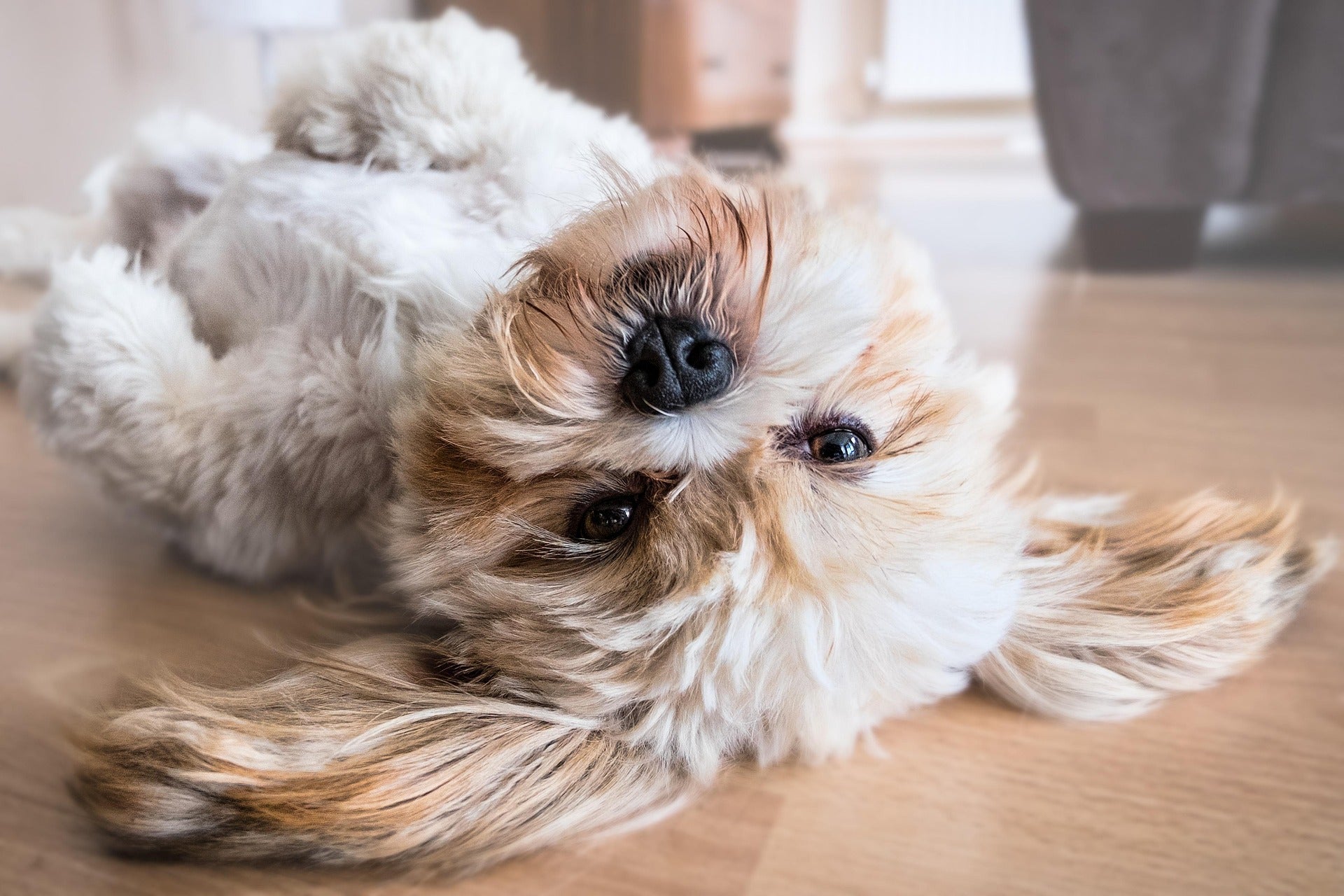 How We Help Kiwi Homes Choose Parasite Protection