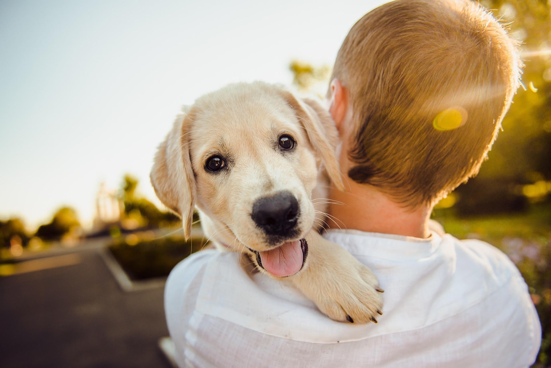 Flea control for coastal holiday home pets in New Zealand