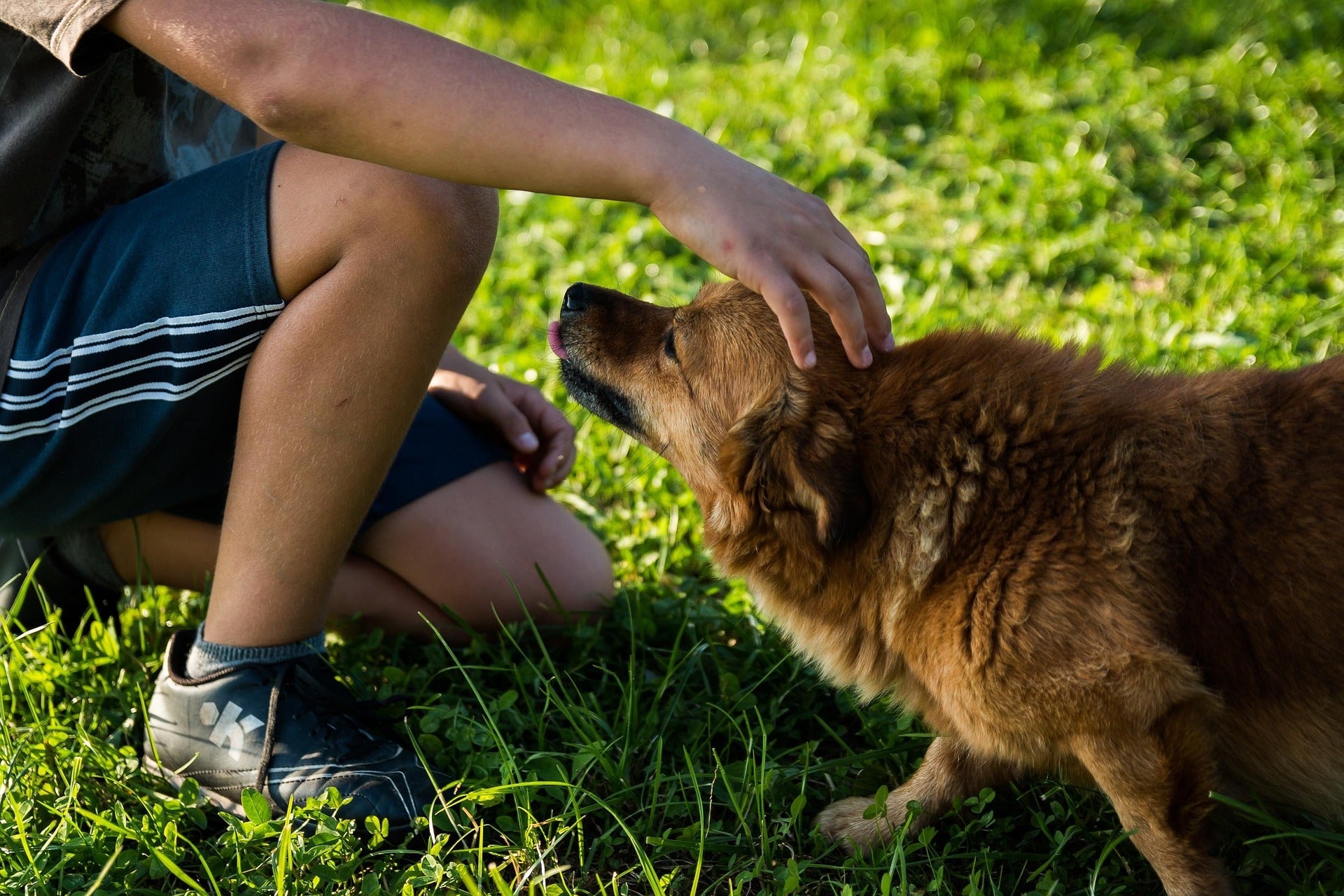 Daily 60-Second Tick Check for NZ Pets