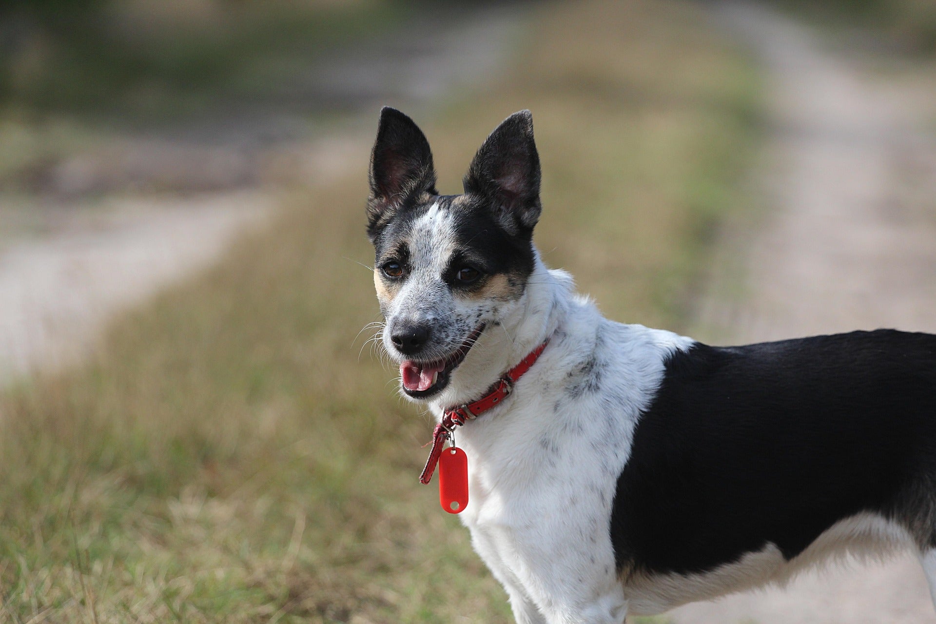 Ticks in New Zealand: Simple Protection Guide for Dogs and Cats