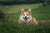 Tick prevention for dogs in New Zealand