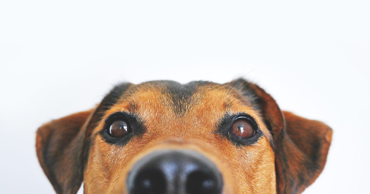 Behind the Scenes: How We Deliver Vet-Led Pet Care in New Zealand