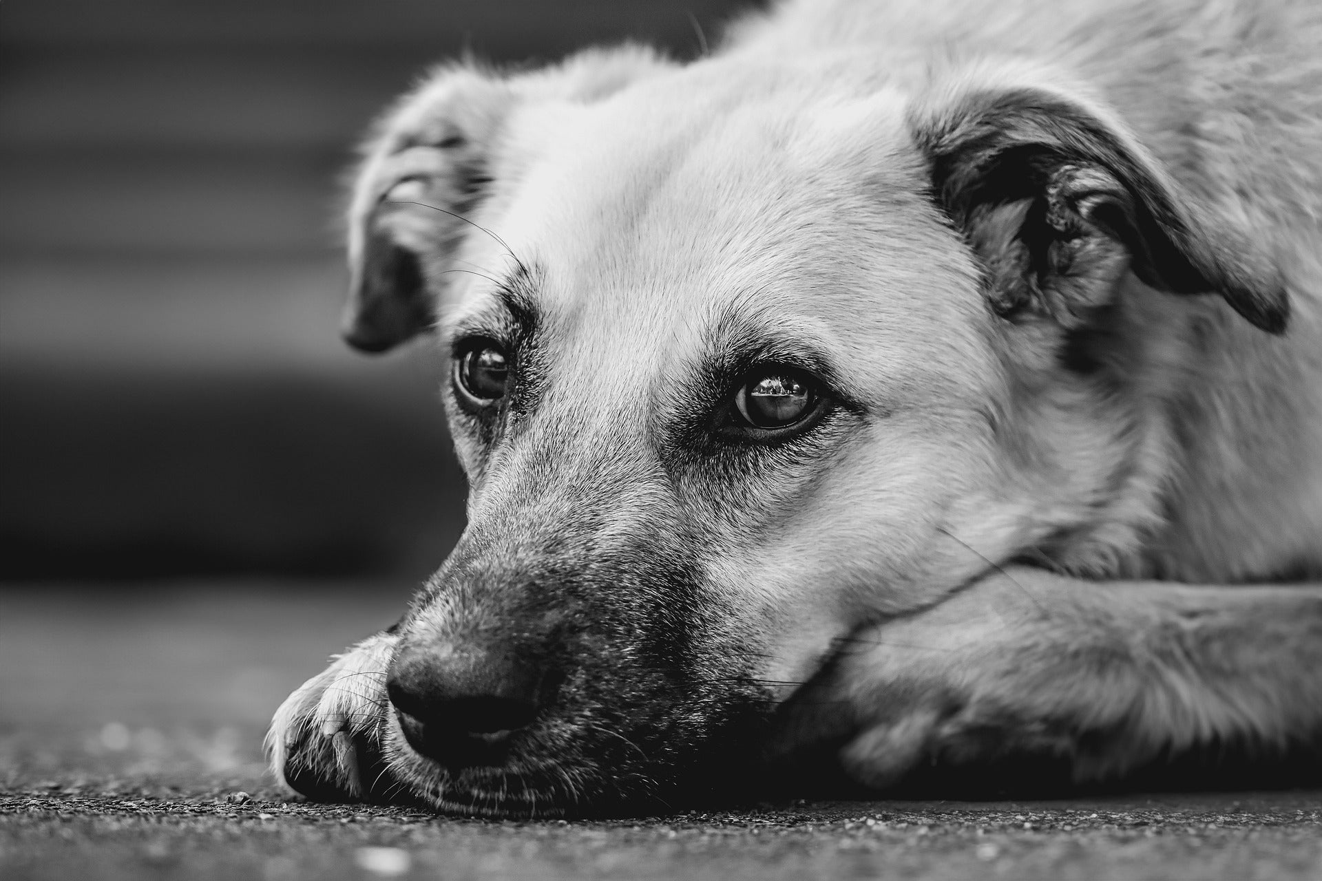 Flea control for anxious or rescue dogs in New Zealand
