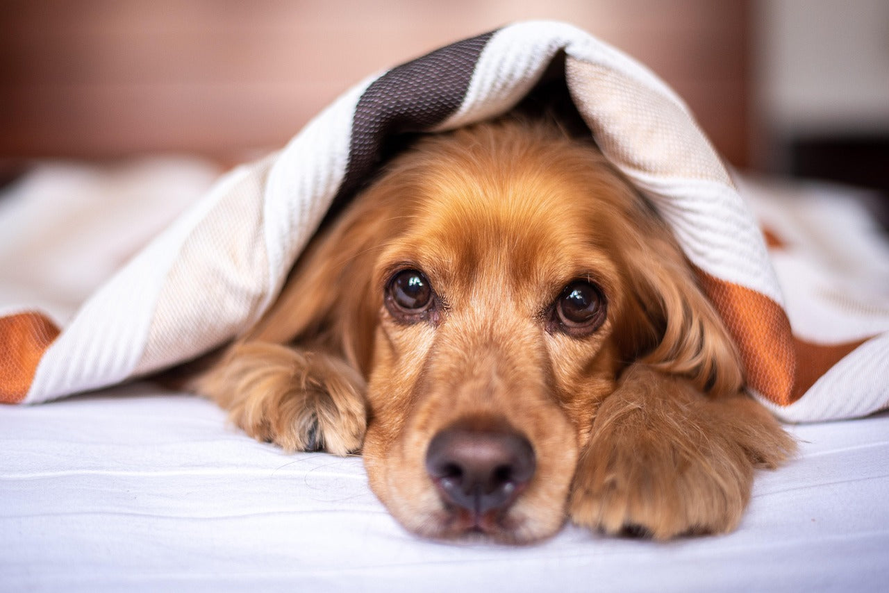 Flea Season in New Zealand: Year-Round Prevention Made Simple