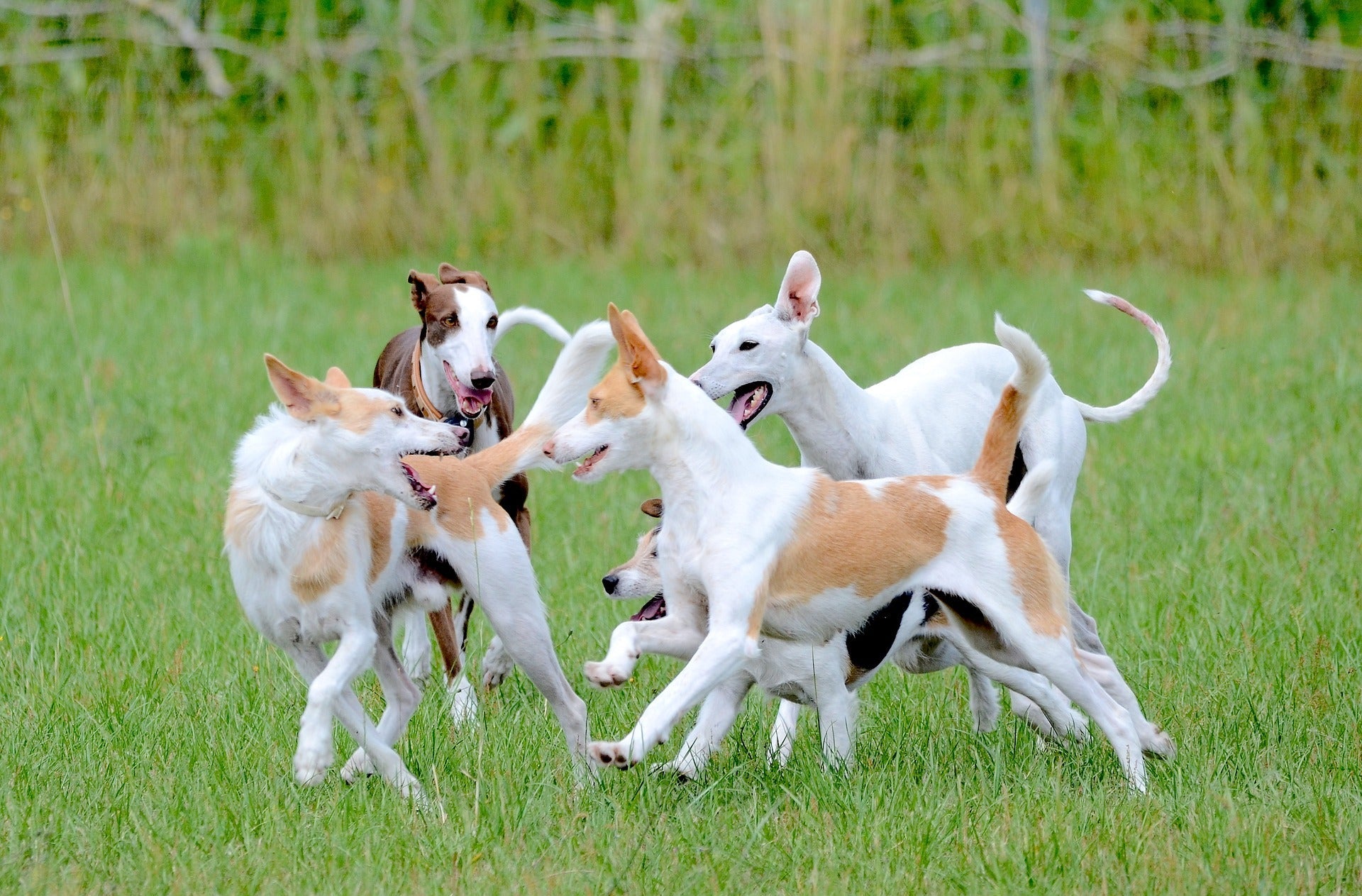 Multi-Pet Homes in NZ: How to Stop Flea Bounce-Back