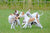 Multi-Pet Homes in NZ: How to Stop Flea Bounce-Back