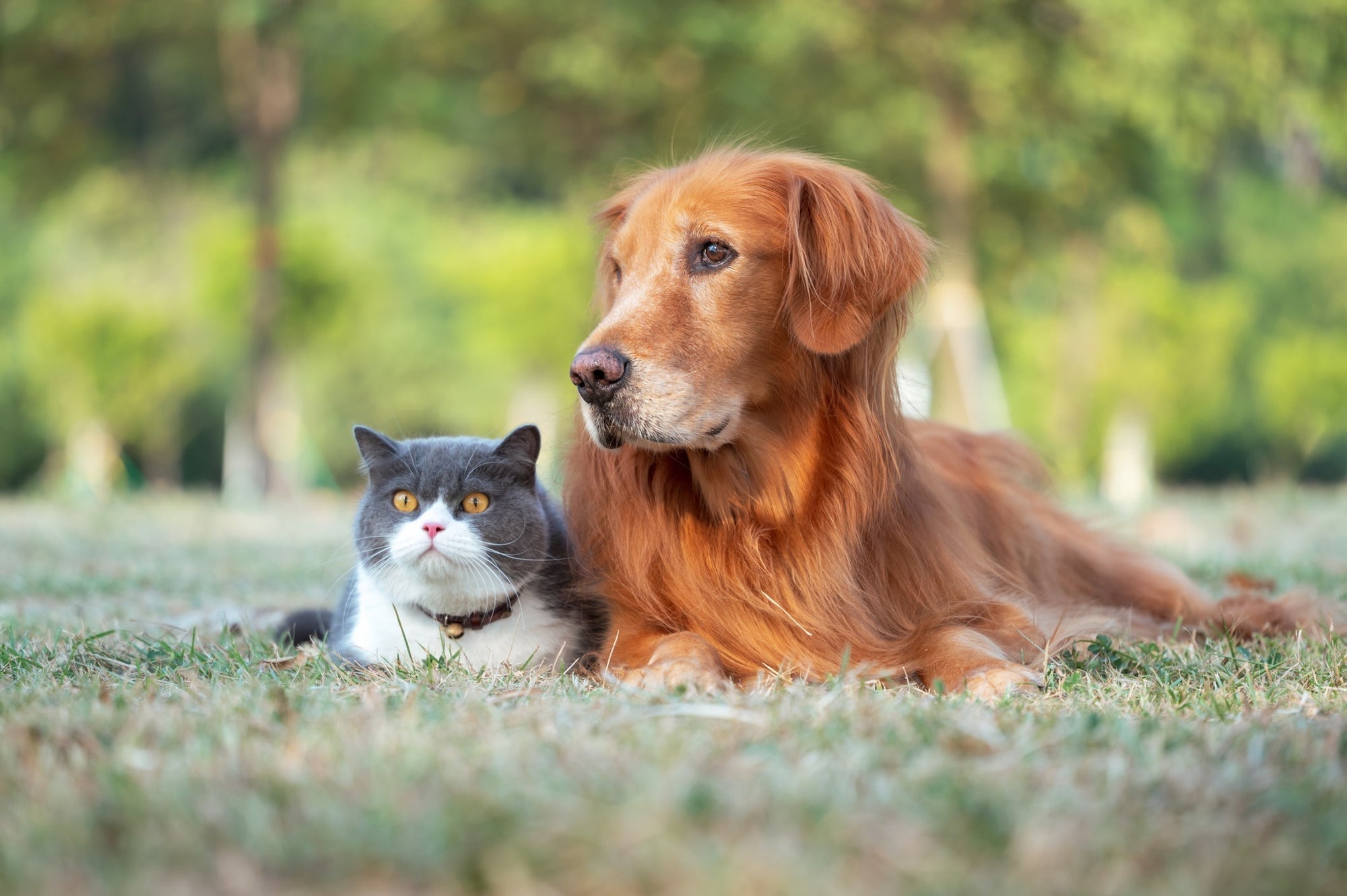 Spring Health Tips for Dogs and Cats