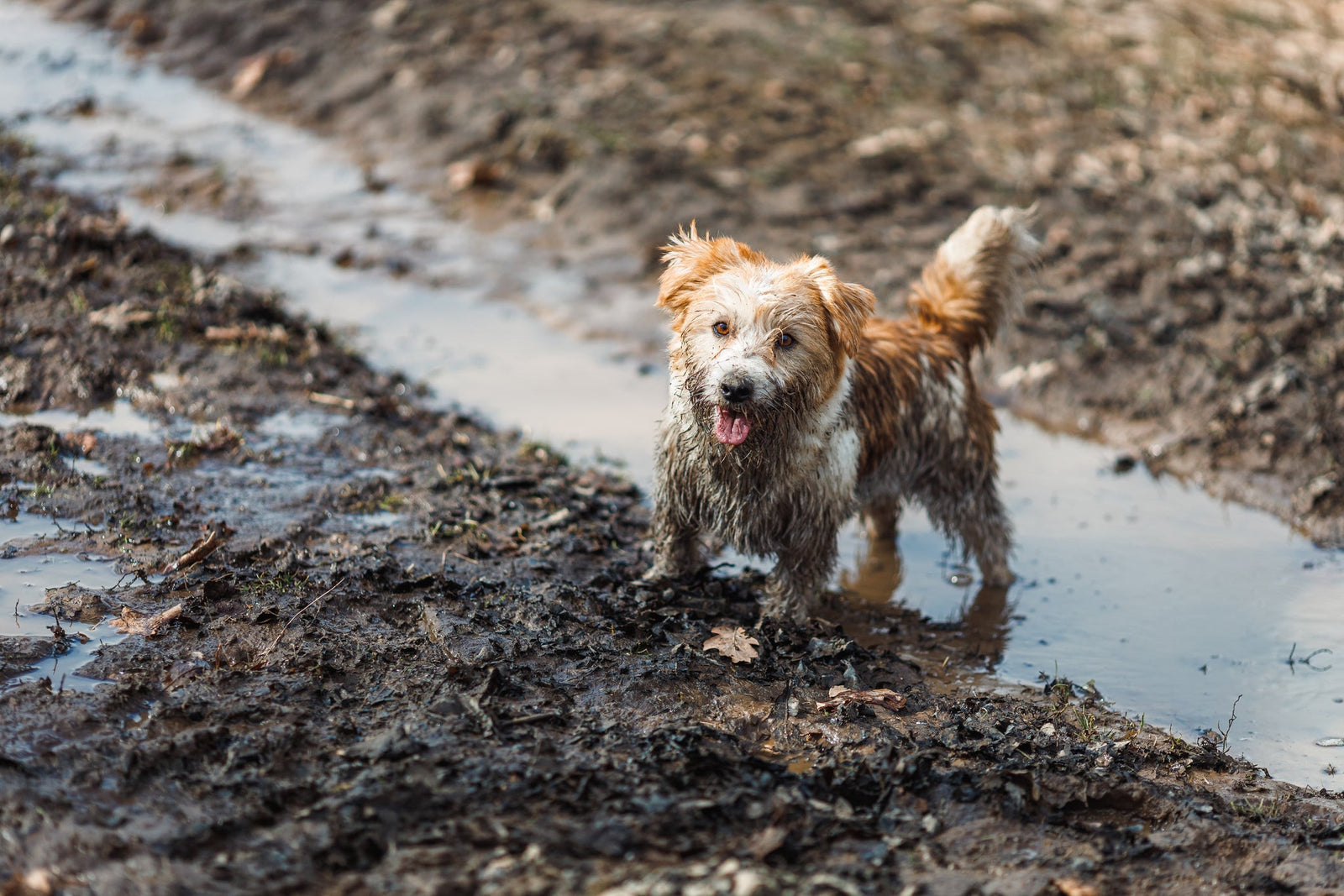 A happy tan and white dog playing in the mud in a puddle. The dog is very muddy and dirty but it appears happy. The mud in brown, as in the puddle.