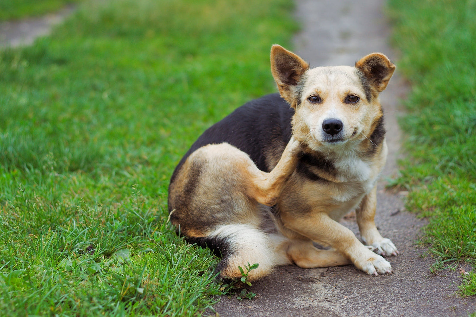 A black and tan dog sitting on a grassy field having a scratch