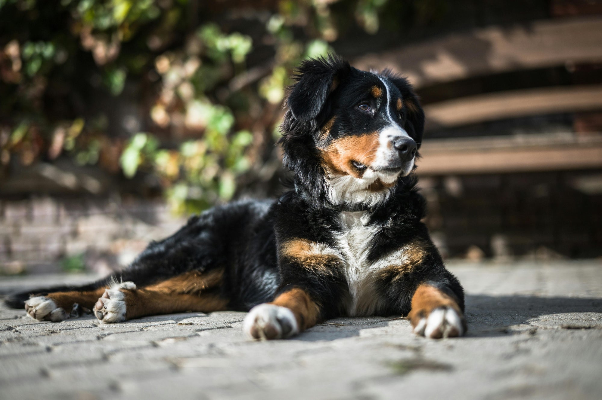 Flea season in New Zealand: simple plan for dogs and cats