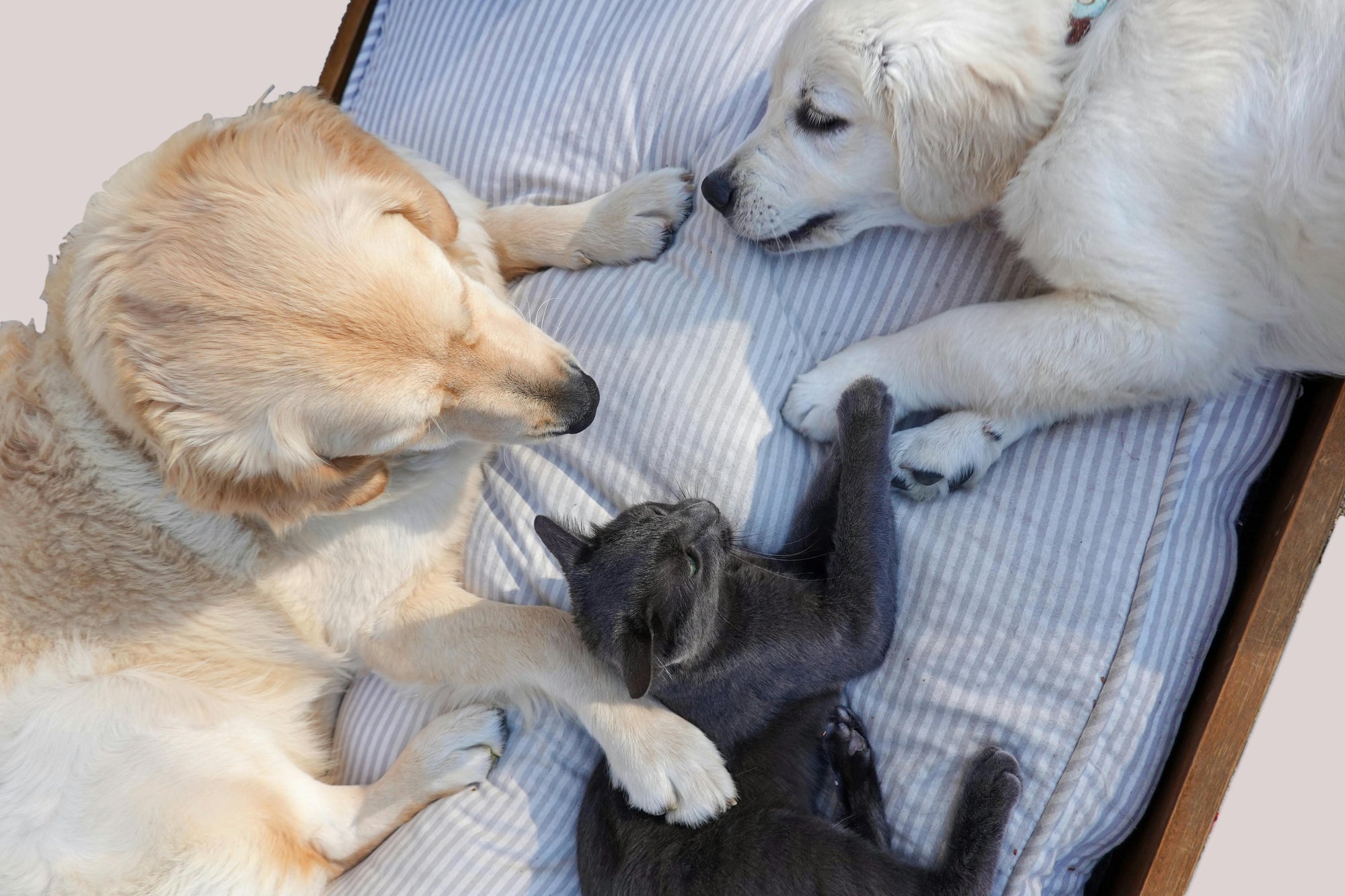 Worming puppies and kittens in New Zealand