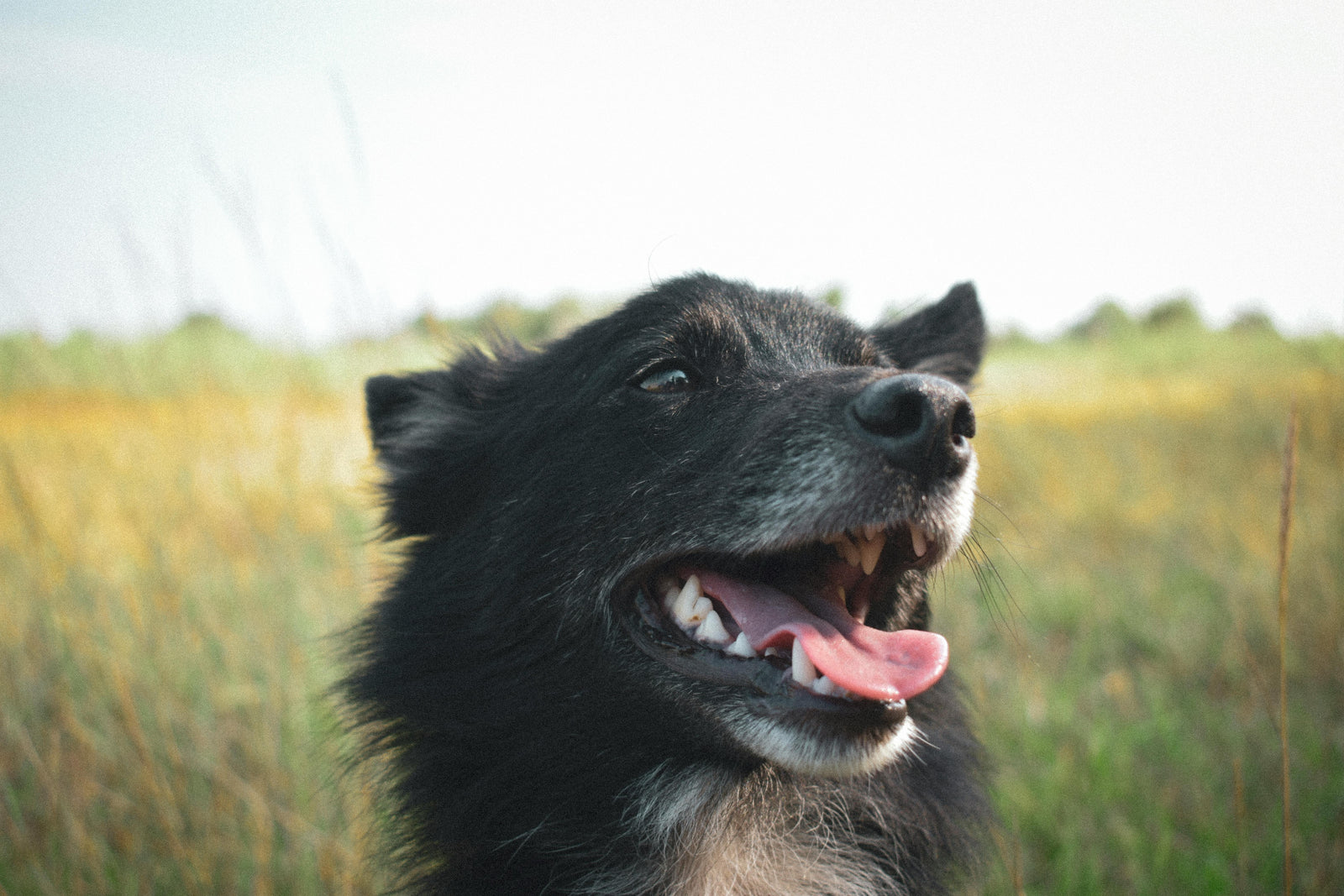 Keep Your Dog Healthy in the Philippines Heat: A Simple Checklist