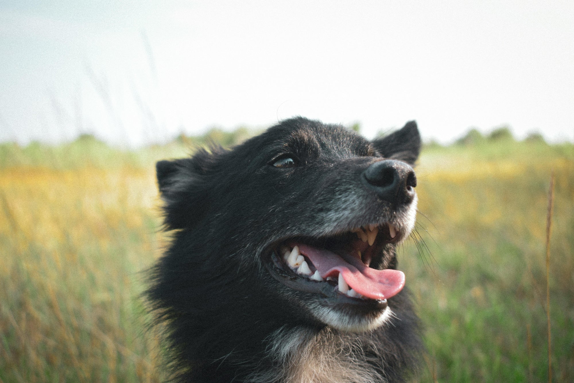 Tick removal for dogs in Australia