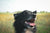 Tick removal for dogs in Australia