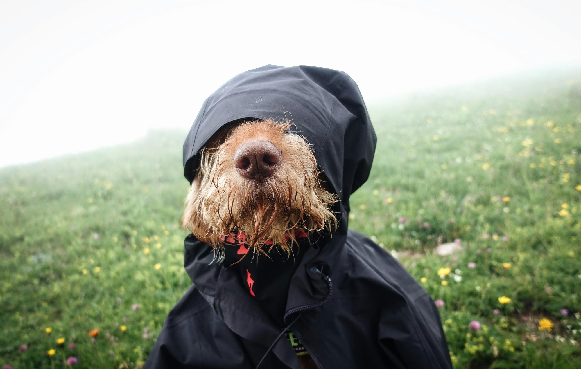 After rain: parasite surge in New Zealand — what pet owners should do