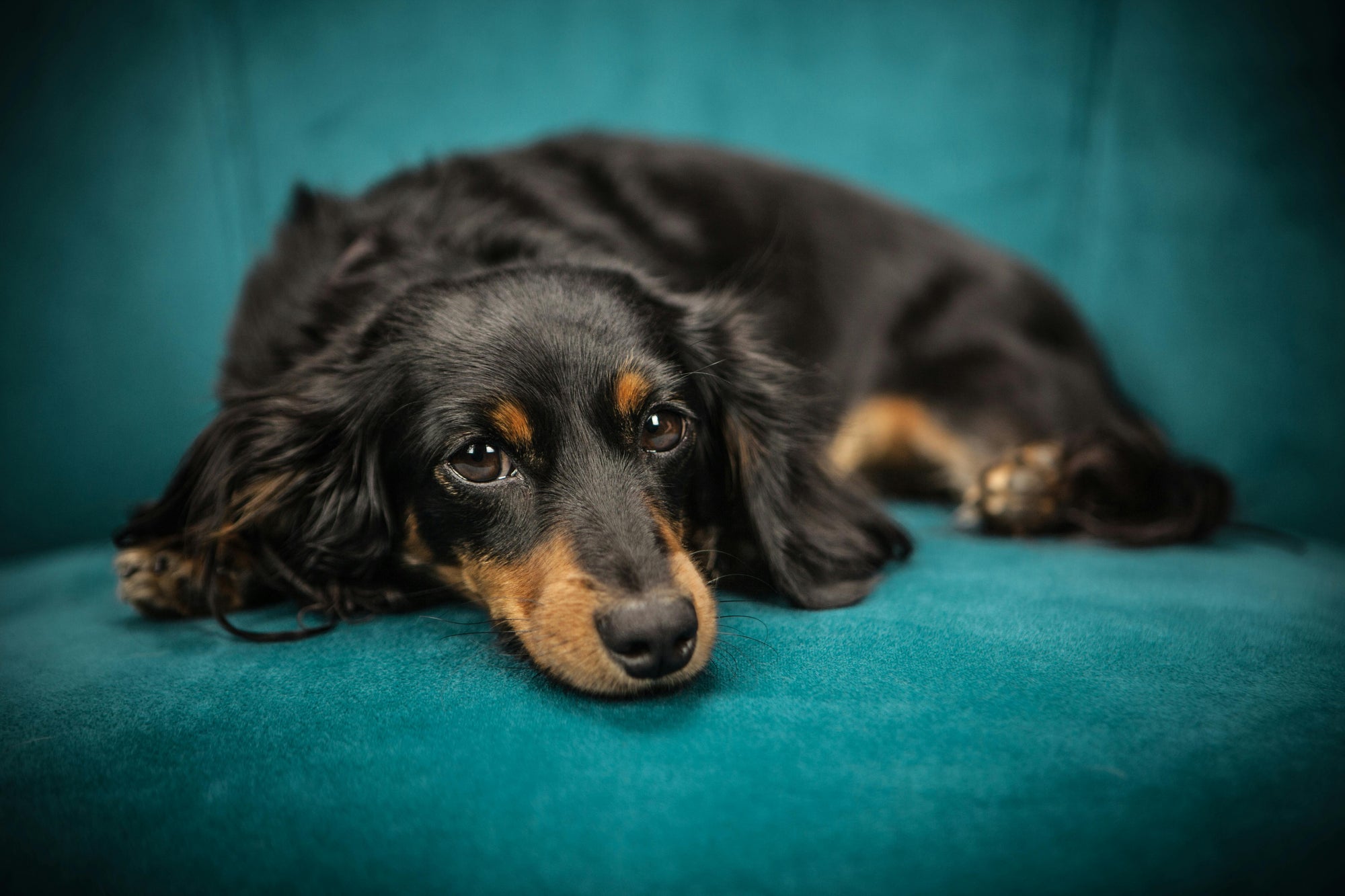 Flea treatment for sensitive skin dogs in New Zealand