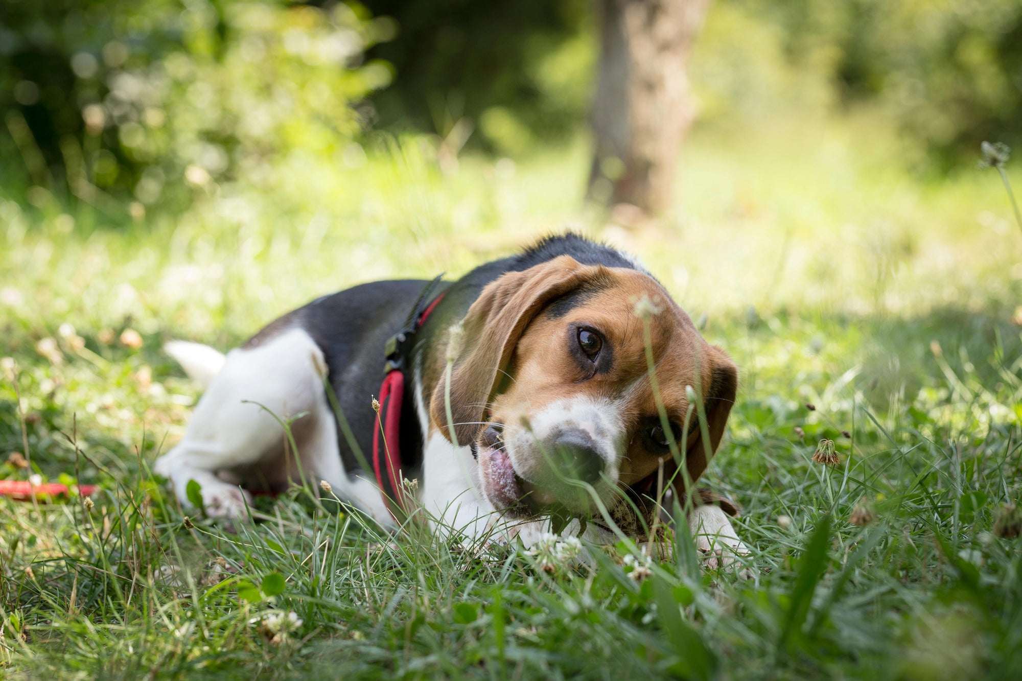 Flea control for suburban backyard dogs in New Zealand