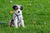 Flea prevention for puppies in Australia
