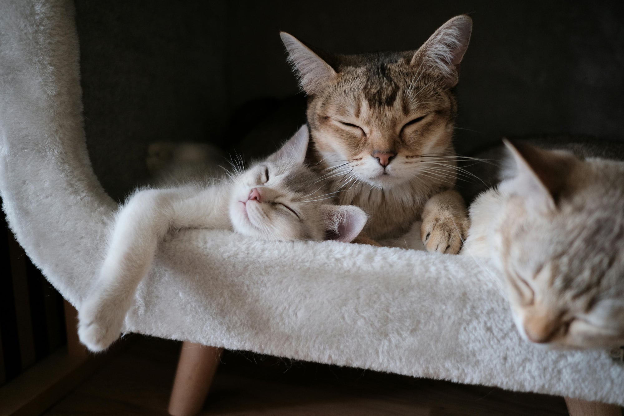 Flea control for indoor cats in New Zealand
