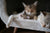 Flea control for indoor cats in New Zealand
