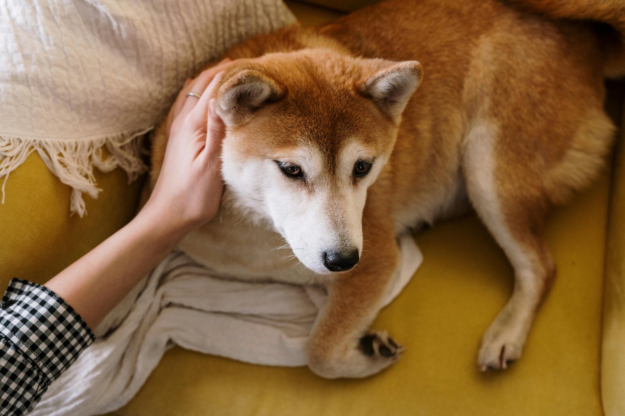 Flea allergy dermatitis in New Zealand: treatment and prevention