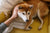 Flea allergy dermatitis in New Zealand: treatment and prevention