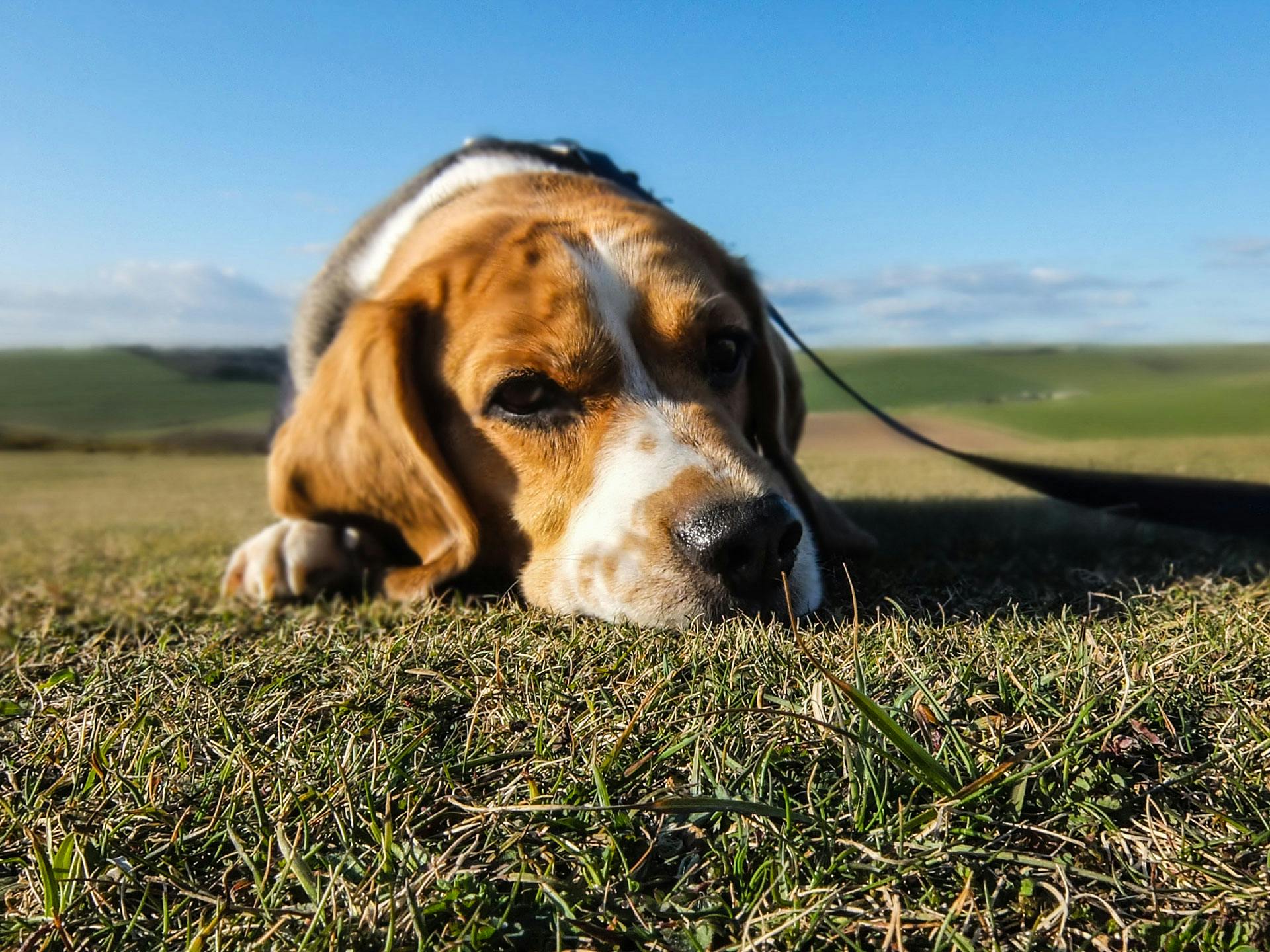 Flea control for rural lifestyle block pets in New Zealand