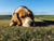 Flea control for rural lifestyle block pets in New Zealand
