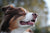 Spot-on vs oral flea treatment: which is best for my pet