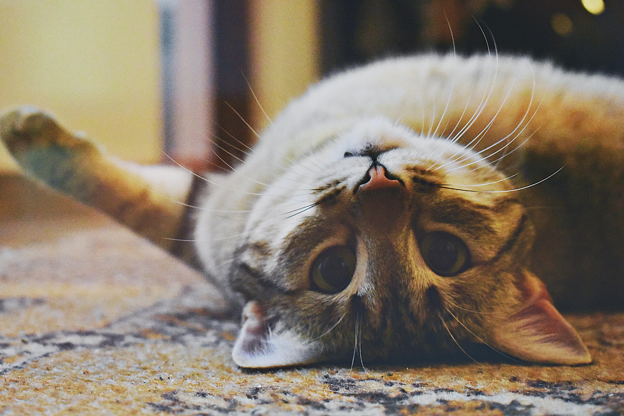 Tick prevention for cats in New Zealand