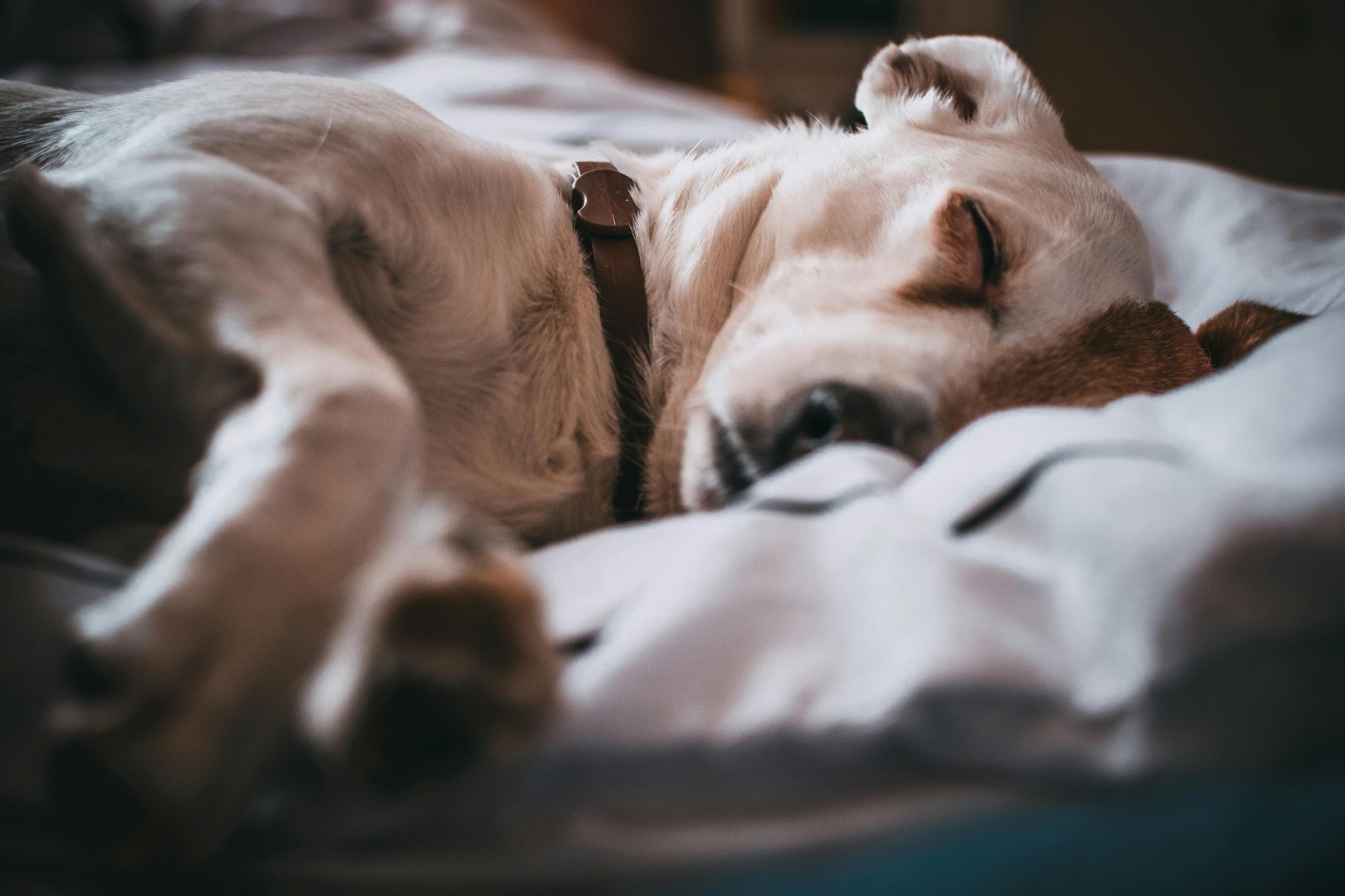 Flea control for allergy prone households in New Zealand