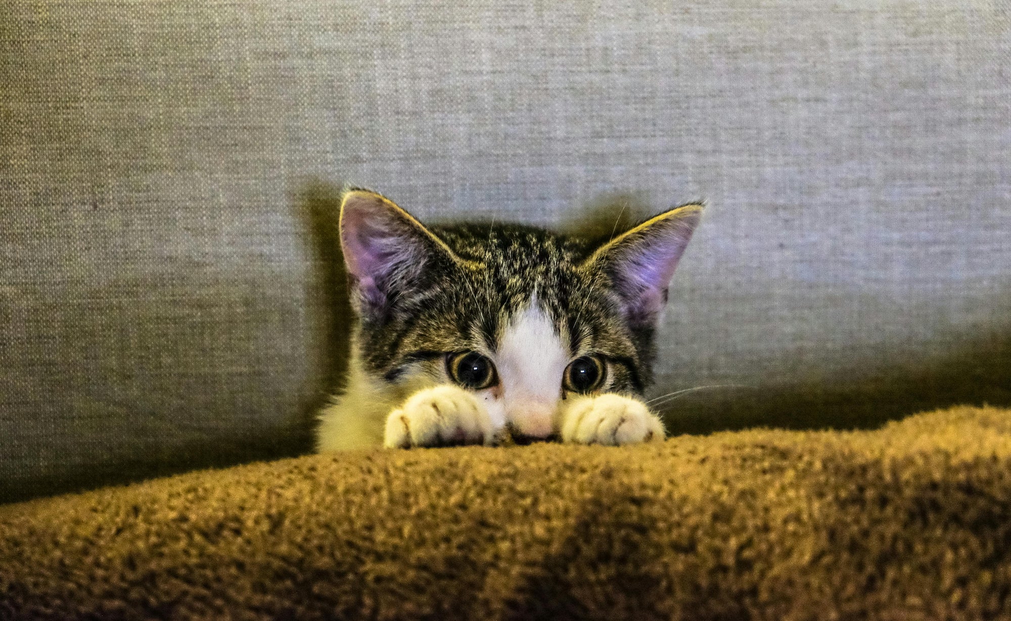 Flea prevention for kittens in Australia