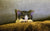Flea prevention for kittens in Australia